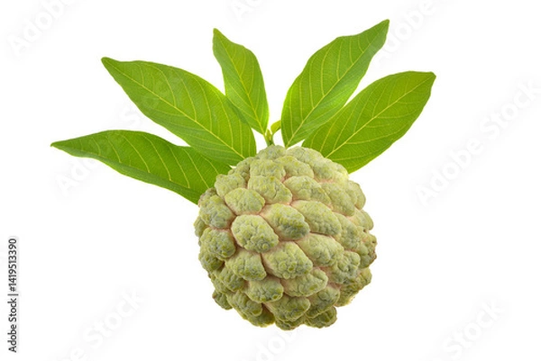 Fototapeta Custard apple isolate on white background