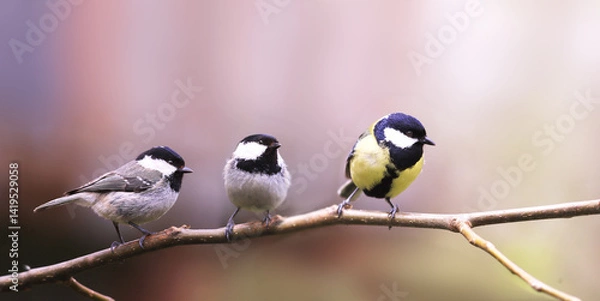 Fototapeta Two Black-headed tit and one Great tit on a hazel branch, waiting for a visit from the left side..