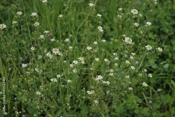 Obraz Capsella bursa-pastoris also called Shepherds purse plant with white flowers in the meadow on springtime