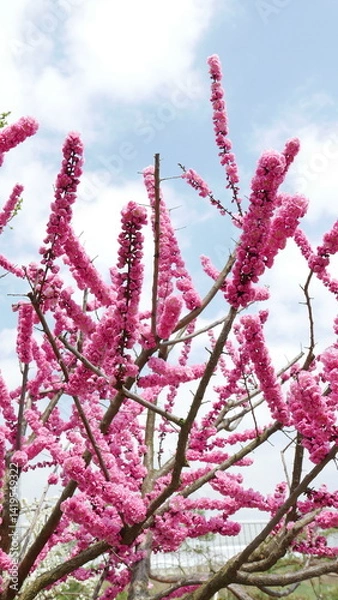 Obraz 봄을 알리는 꽃