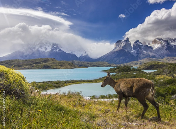 Obraz deer feeding on grass field near lake and mountains in patagonia