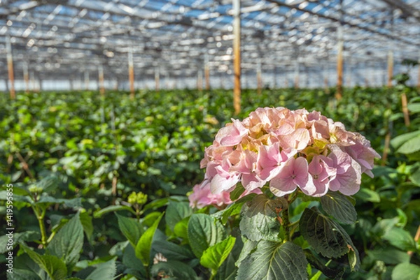 Fototapeta Large pink blooming Hydrangea flower in a specialized Dutch nursery of Hydrangea cut flowers.