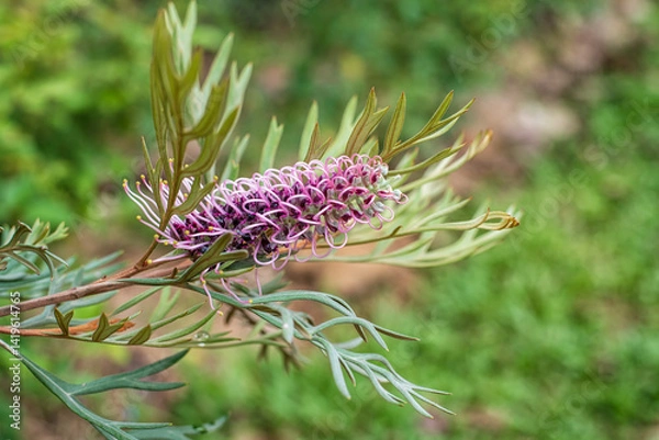 Fototapeta Closeup of beautiful Grevillea 'Dorothy Gordon' is a large new australian shrub. Flower in bloom. Nature background.