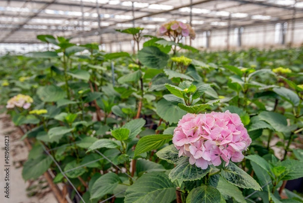 Fototapeta Large pink blooming Hydrangea flower in a specialized Dutch nursery of Hydrangea cut flowers.