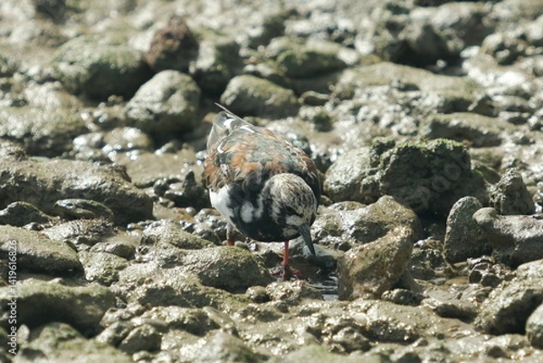 Obraz Precision at Work – Turnstone Feeding Among the Rocks