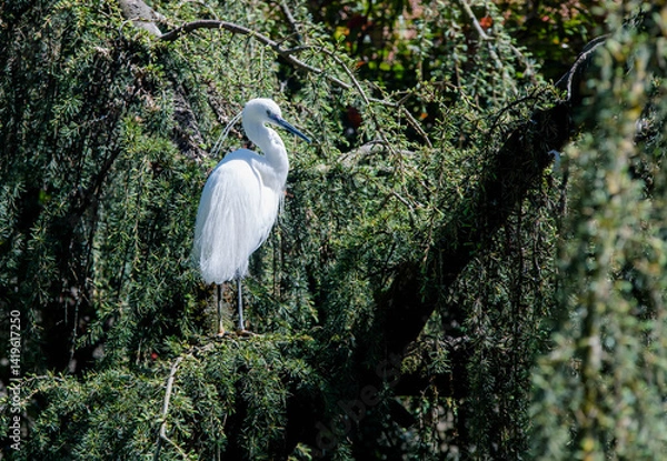 Obraz Little Egret close-up perched on a tree