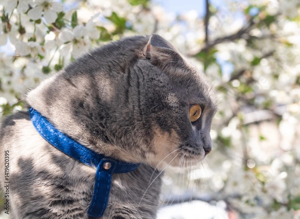 Obraz Gray British lop-eared cat with a blue leash on a background of white blossoming tree flowers