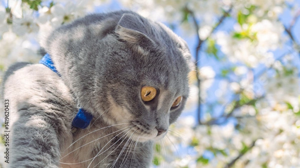 Obraz Gray british lop-eared cat with a blue leash on a background of white blossoming tree flowers
