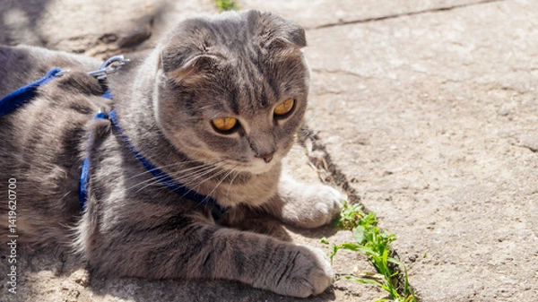 Obraz Gray british shorthair cat with a blue leash lies in the sun on the street and looks towards the camera, top view