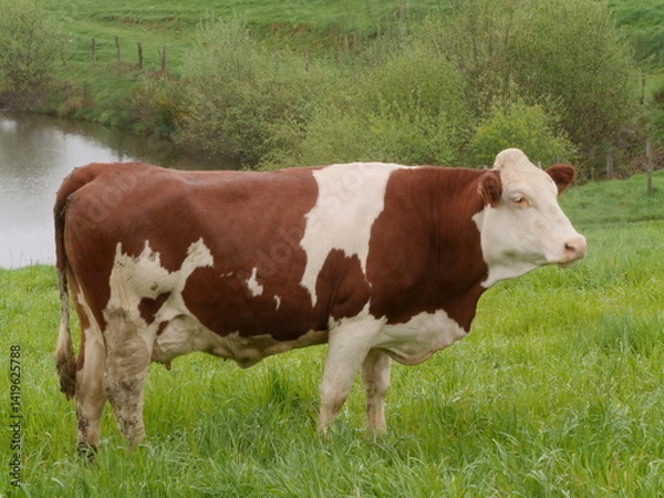 Obraz Vache Montbéliarde