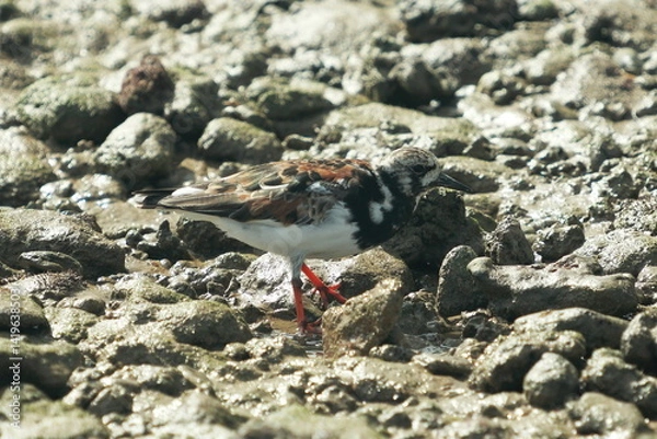 Obraz Final Forage – Turnstone in the Light