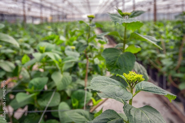 Fototapeta Hydrangea flower buds in a specialized Dutch nursery of Hydrangea cut flowers.