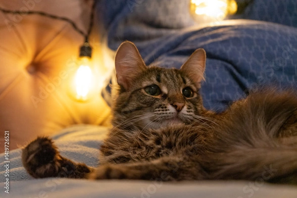 Fototapeta Tabby Cat with Relaxed Mood Resting on a Cozy Bed Against a Warm Indoor Background