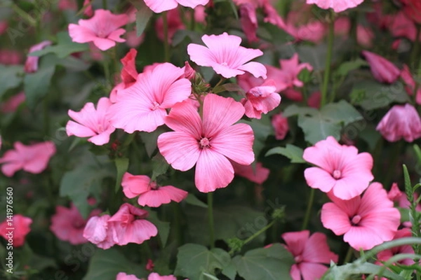 Fototapeta ピンクの花