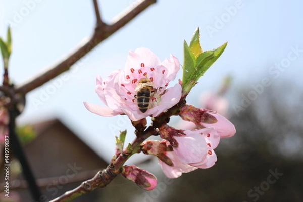 Obraz Bee and Flower