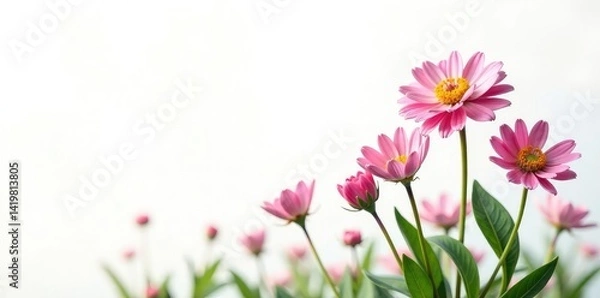 Obraz A few flowers isolated on a vast white background with no other elements, garden, petals