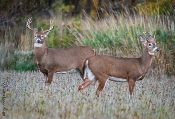 Obraz Buck stops here