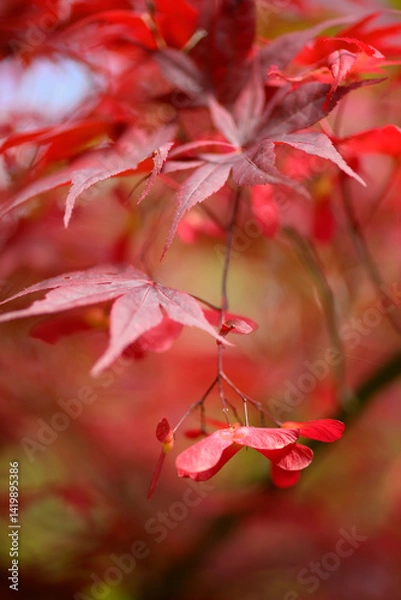 Obraz Detail of leaves and winged seeds of japanese red maple