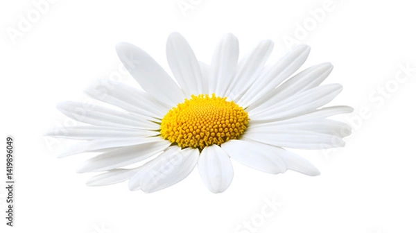 Obraz Elegant White Daisy Marguerite Isolated on White Background