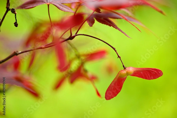 Fototapeta Detail of leaves and winged seeds of japanese red maple