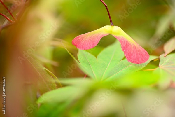 Fototapeta Detail of leaves and winged seeds of japanese red maple
