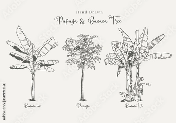 Obraz Hand Drawn Papaya and Banana Tree Tropical Botanical Illustration