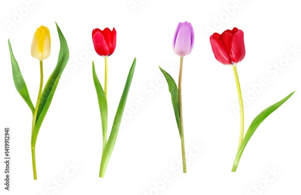 Fototapeta Colorful tulips on white background isolated displaying nature's beauty and elegance.
