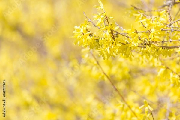 Obraz Goldregen (Goldrausch)