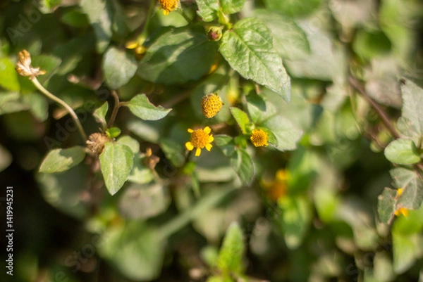 Obraz A yellow flower with a branch inside a tree, and behind it are many green leaves, in a background