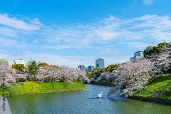 Obraz 桜満開の千鳥ヶ淵　2025年4月