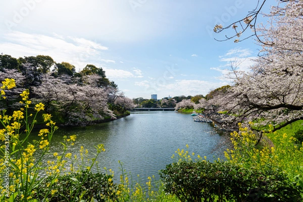 Obraz 桜満開の千鳥ヶ淵　2025年4月