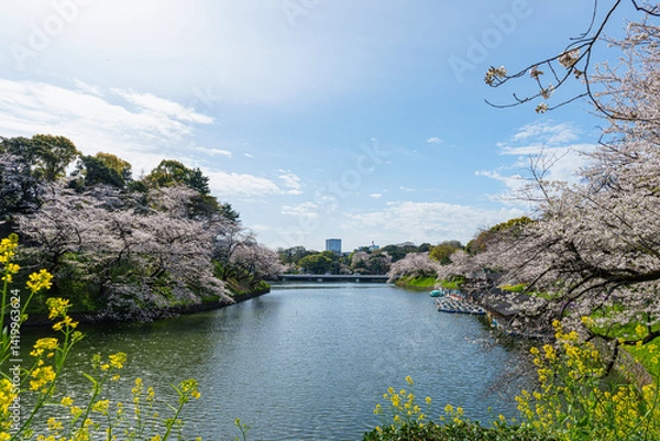 Obraz 桜満開の千鳥ヶ淵　2025年4月