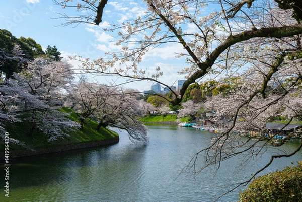 Obraz 桜満開の千鳥ヶ淵　2025年4月