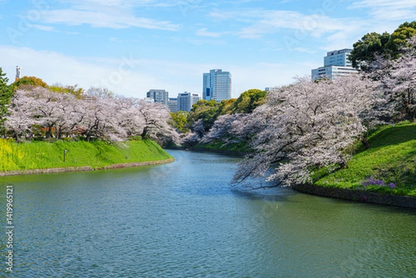Obraz 桜満開の千鳥ヶ淵　2025年4月