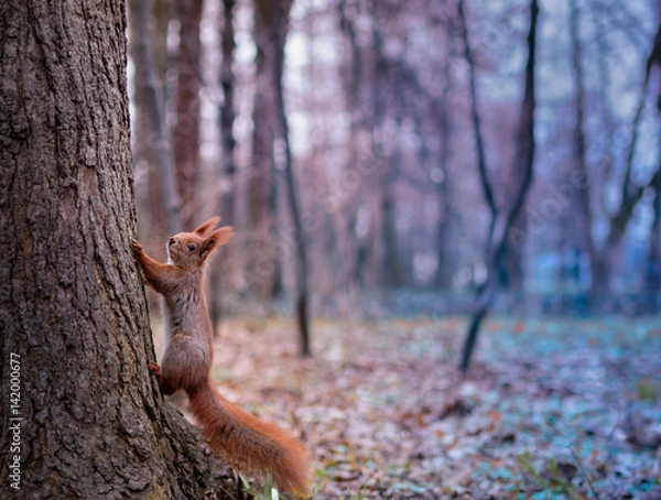 Obraz Afraid of Bokeh. A red squirrel climbing a tree. A profile view with colourful bokeh park in the background.