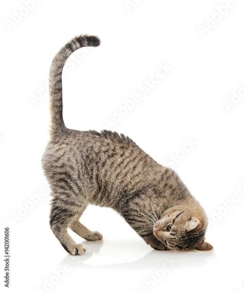 Fototapeta cat emotions