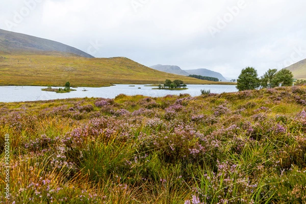 Fototapeta Winding through the Scottish Highlands, the road unveils green pastures, roaming wildlife, and vast unspoiled landscapes. A journey through raw beauty, freedom, silence,nature, timeless wilderness.