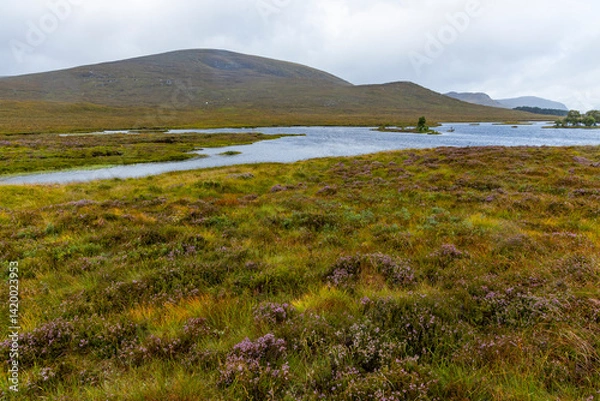 Fototapeta Winding through the Scottish Highlands, the road unveils green pastures, roaming wildlife, and vast unspoiled landscapes. A journey through raw beauty, freedom, silence,nature, timeless wilderness.