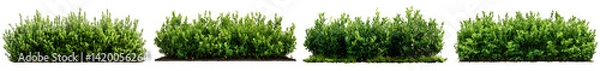 Fototapeta Set of Lush green ornamental bush with dense foliage against a clean white background, ideal for garden decoration and landscape design. Landscaping Boxwood on islated transfarent background, PNG.