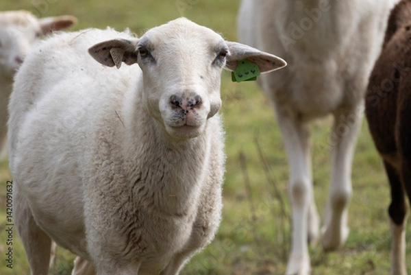Obraz sheep and lamb