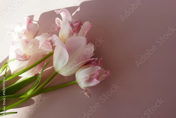 Fototapeta Pink tulips flowers bouquet and sunlight shadow on dark pink background with copy space. Floral template. Botanical fine art poster.