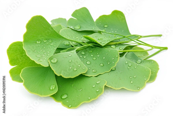 Obraz Freshly picked green ginkgo biloba leaves showing vibrant detail and texture, with water droplets for a refreshing and natural display. Suitable for themes of health, herbal remedies, and nature.