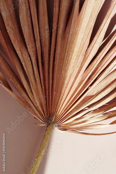 Fototapeta Dry palm leaf texture close up background . Aesthetic fine art wall print, wallpaper.  beige color