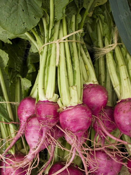 Obraz produce - organic beets background