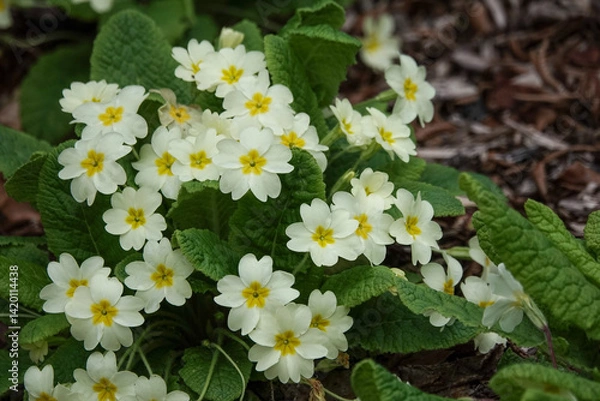 Fototapeta Flowers of Primrose (Primula vulgaris)