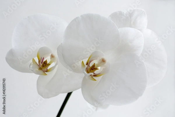 Fototapeta white wedding orchids