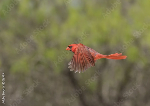 Obraz Red Bird Rising - A male cardinal in fllight with wings in an unusual position