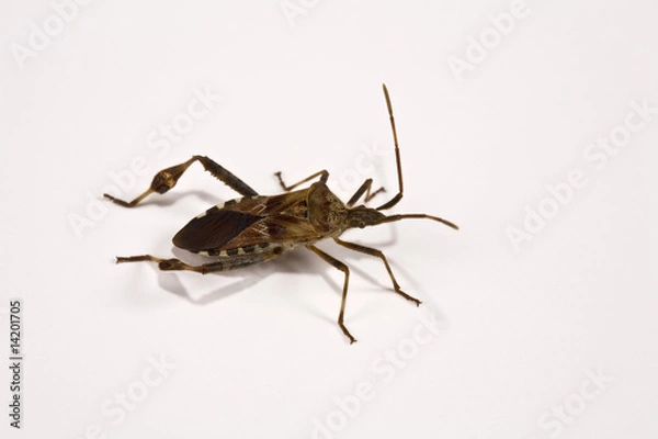 Obraz Stink Bug