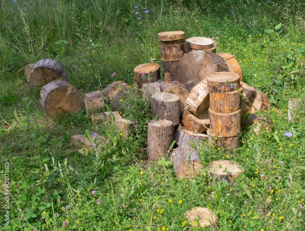 Fototapeta Sawn round logs of dry lime wood on the green grass on a summer day