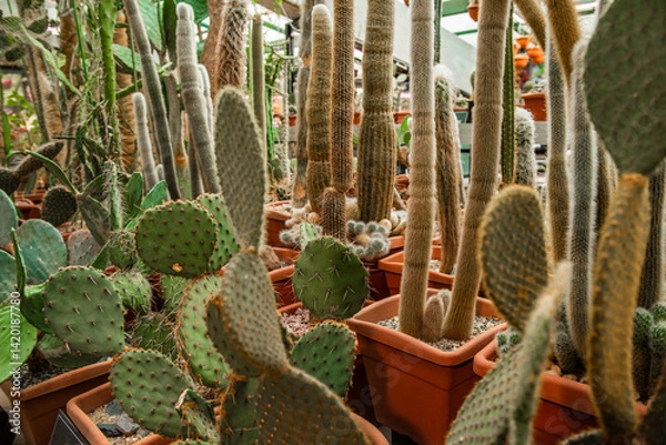 Fototapeta There are many different cacti and succulents in the greenhouse at the botanical garden of tropical plants